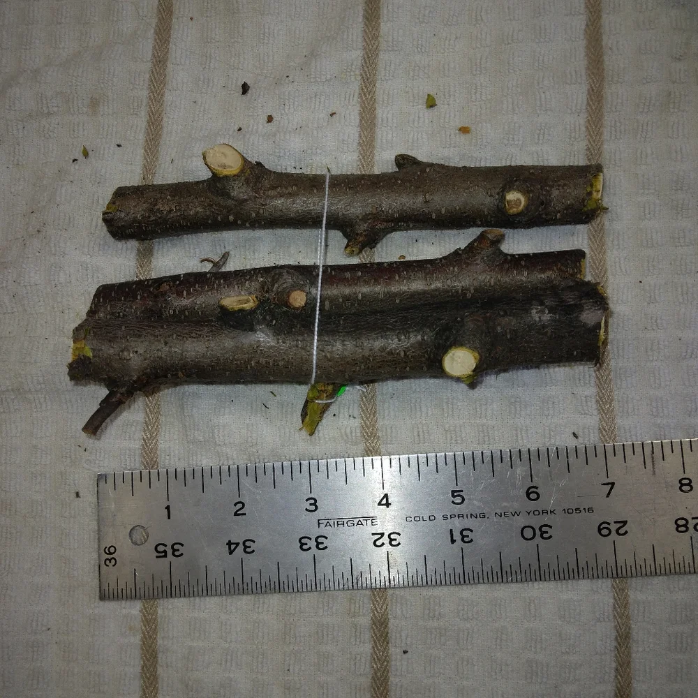 Peach Tree Branches for Crafting Isopods Reptiles Terarrium Jararrium Vivarium